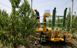 חקלאי בוחן את נזקי מזג האוויר במטע אפרסקים באיטליה (צילום: רויטרס)