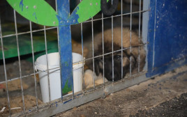 כלב שעבר התעללות בבית ביפיע (צילום: דוברות המשטרה)