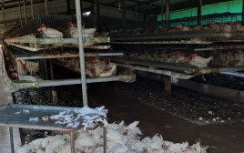 עשרות אלפי תרנגולות מתו (צילום: משרד החקלאות ופיתוח הכפר)