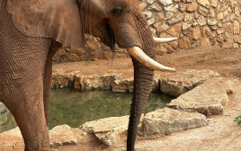 יוסי הפיל חוגג בספארי. אין חגיגה בלי עוגה (צילום: דוברות הספארי)