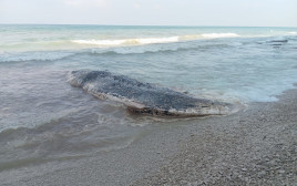לווייתן ראשתן אותר בחוף געש (צילום: רשות הטבע והגנים)