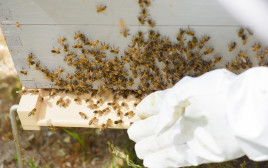 5 מיליון דבורים שוחררו ממשאית (צילום: אינג'אימג')