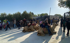 התלמידים על הגמלים (צילום: מאזן אבו סיאם)