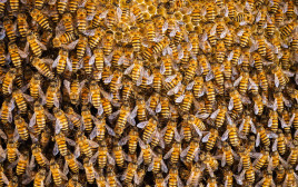 דבורים (צילום: ISS)