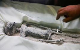 מה מקורם של "גופות החייזרים" שהוצגו בקונגרס במקסיקו? (צילום: רויטרס)