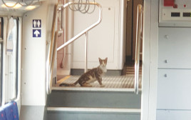 החתול ברכבת (צילום: רכבת ישראל)