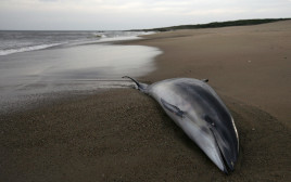 דולפין מת שנסחף לחוף (צילום: רויטרס)