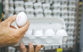 ביצים (צילום: אוליביה פיטוסי)