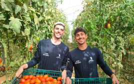 מתנדבים בחקלאות (צילום: השומר החדש)