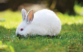 ארנבת לבנה (צילום: אינג'אימג')