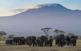 הספארי בקניה (צילום: אינגאימג')