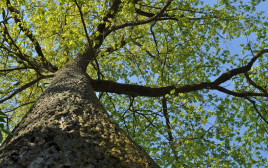 עץ אלון (צילום: אינג'אימג')