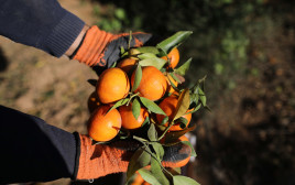קטיף תפוזים. אילוסטרציה (צילום: חסן ג'די, פלאש 90)