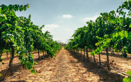 מושב קדש ברנע-יקב רמת נגב-טבע-חקלאות-כרם ענבים (צילום: דניאל בר )