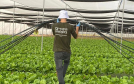 נכדו של המיליארדר היהודי בהתנדבות בחקלאות (צילום:  "חיבורים בחקלאות")