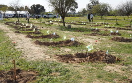 הנטיעות במתחם פסטיבל נובה ברעים (צילום: יוסי איפרגן, ארכיון הצילומים של קק"ל)