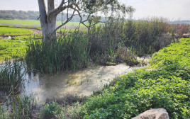 נחל נהלל (צילום: משרד החקלאות)