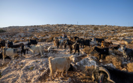 רועה צאן יהודי עם הכבשים בשטחי יהודה ושומרון, 20 באוגוסט 2023 (צילום: חיים גולדברג, פלאש 90)