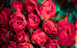 ורדים (צילום: אינג'אימג')