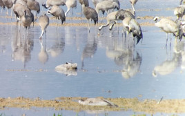 עגורים בעמק החולה (צילום: נדב ישראלי, החברה להגנת הטבע)