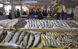 משולבים בדיאטה הים תיכונית ובדיאטה האטלנטית. דגים  (צילום: נתי שוחט, פלאש 90)