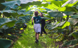 מתנדבים ב"חיבורים בחקלאות" (צילום: אודליה שטרית כהן)