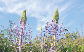 פרחים (צילום: אולגה ריבק, רשות הטבע והגנים)