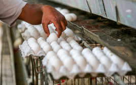 ביצים (צילום: עבד רחים חטיב, פלאש 90)
