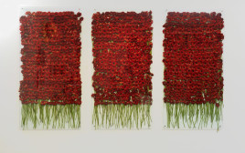 כ-1,500 גרברות אדומות מזן "ביוטי", אניה גלאצ'יו (צילום: אלי פוזנר, מוזיאון ישראל)