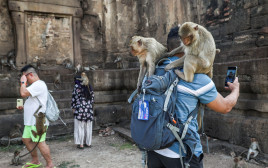 הקופים השתלטו על העיירה התאילנדית והמשטרה עצרה כמה מהם (צילום: רויטרס)