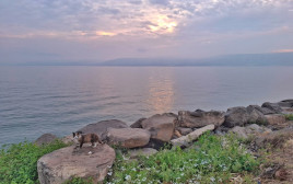 חוף הכנרת (צילום: תמי נחמיה, איגוד ערי כנרת)