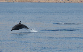 דולפינים מסוג סטנלה ברודה וארוכת חרטום (צילום: עמרי עומסי, רשות הטבע והגנים)