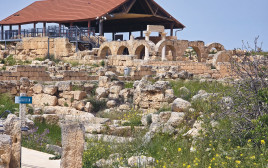 סוסיא הקדומה (צילום: יחצ)
