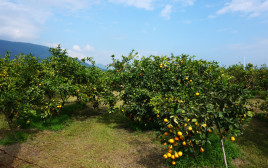 שדות התפוזים ספגו מכה קשה בשנים הקודמות (צילום: אינג'אימג')