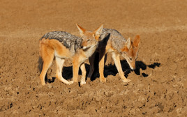 תנים. סכנת כלבת (צילום: Canis mesomelas, Mokala National Park, South Africa)