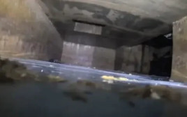 זה מה שבני זוג איתרו מתחת לביתם (צילום: מתוך טיקטוק)
