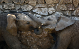 פילים אפריקאים בספארי ברמת גן (צילום: רויטרס)