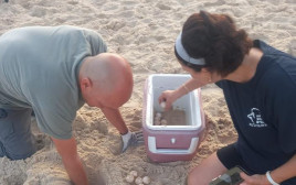 הביצים שהתגלו בחוף בת ים (צילום: דוברות עיריית בת ים)