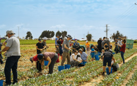 חקלאים בישראל (צילום: אמיר יעקובי)