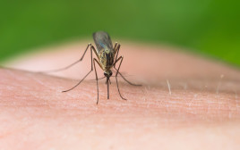 יתושה (צילום: אינגאימג')