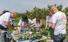 עובדים מתנדבים בשתילת פרחים ועציצים (צילום: אלי דסה)
