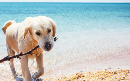כלב בחוף הים (צילום: אינגאימג')