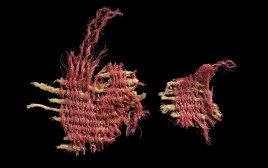 פיסת האריג הנדיר בן ה-3,800 שנה, שנצבע בכנימת האלון (צילום: דפנה גזית, רשות העתיקות)