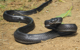 נחש צפע שחור (צילום: iStock)