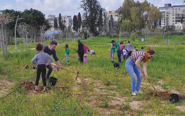מנטיעות בכפר סבא (צילום: דניאל כץ)