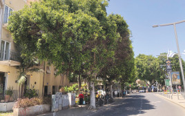עץ (צילום: משרד החקלאות)
