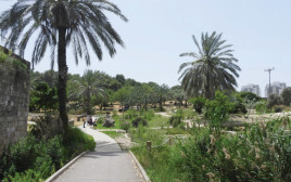עין אפק (צילום: שרית פלצי מיארה, רשות הטבע והגנים)