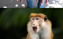 אבעבועות הקוף. זן חדש וקטלני  (צילום: iStock)