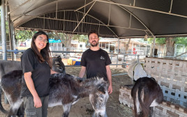 אור חזקיהו ותום קורדובה בחוות טבע קשר שקלטה חיות משק רבות מעוטף עזה והצפון (צילום: משה כהן)