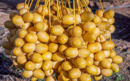 תמר צהוב (צילום: אינג'אימג')